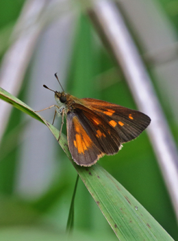 Broad-winged Skipper